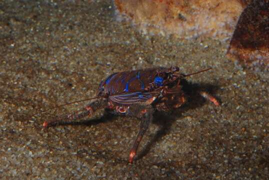 Image of red stripe squat lobster