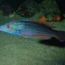 Lapin balığı resmi
