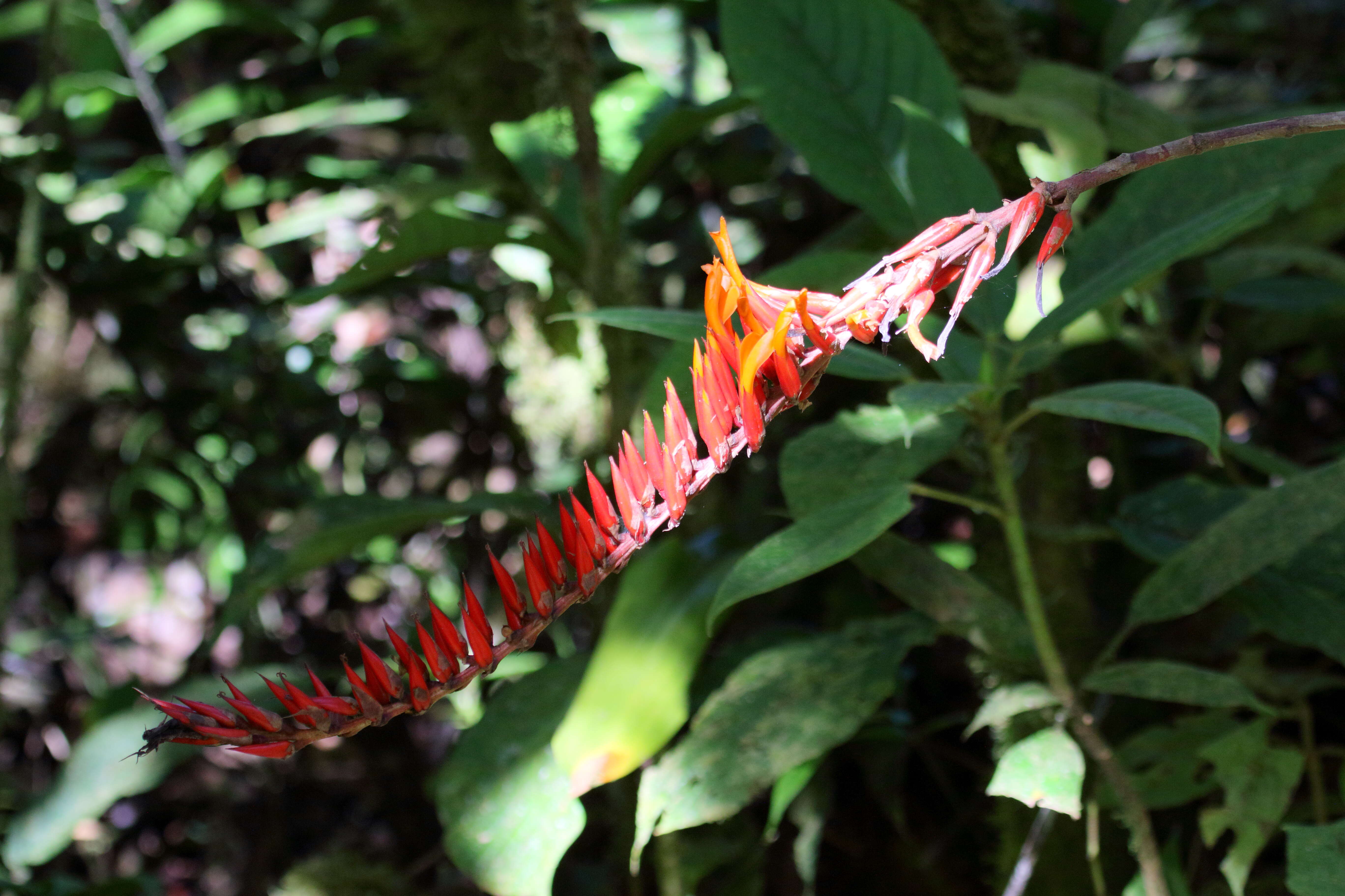 Image of Pitcairnia brittoniana (Mez) Mez