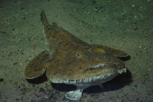 Image of Lophius