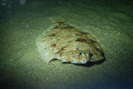 Image of Microstomus