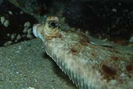 Image de Microstomus