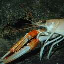 Image of Norway Lobster