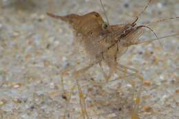 Image of coral shrimp