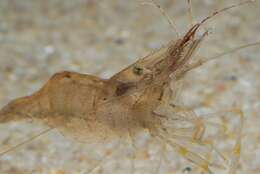 Image of coral shrimp