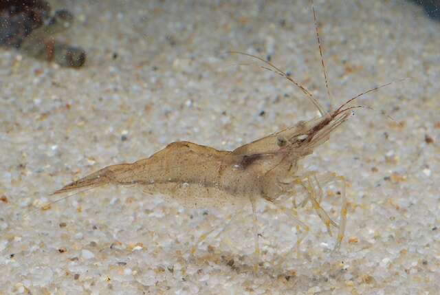 Image of coral shrimp