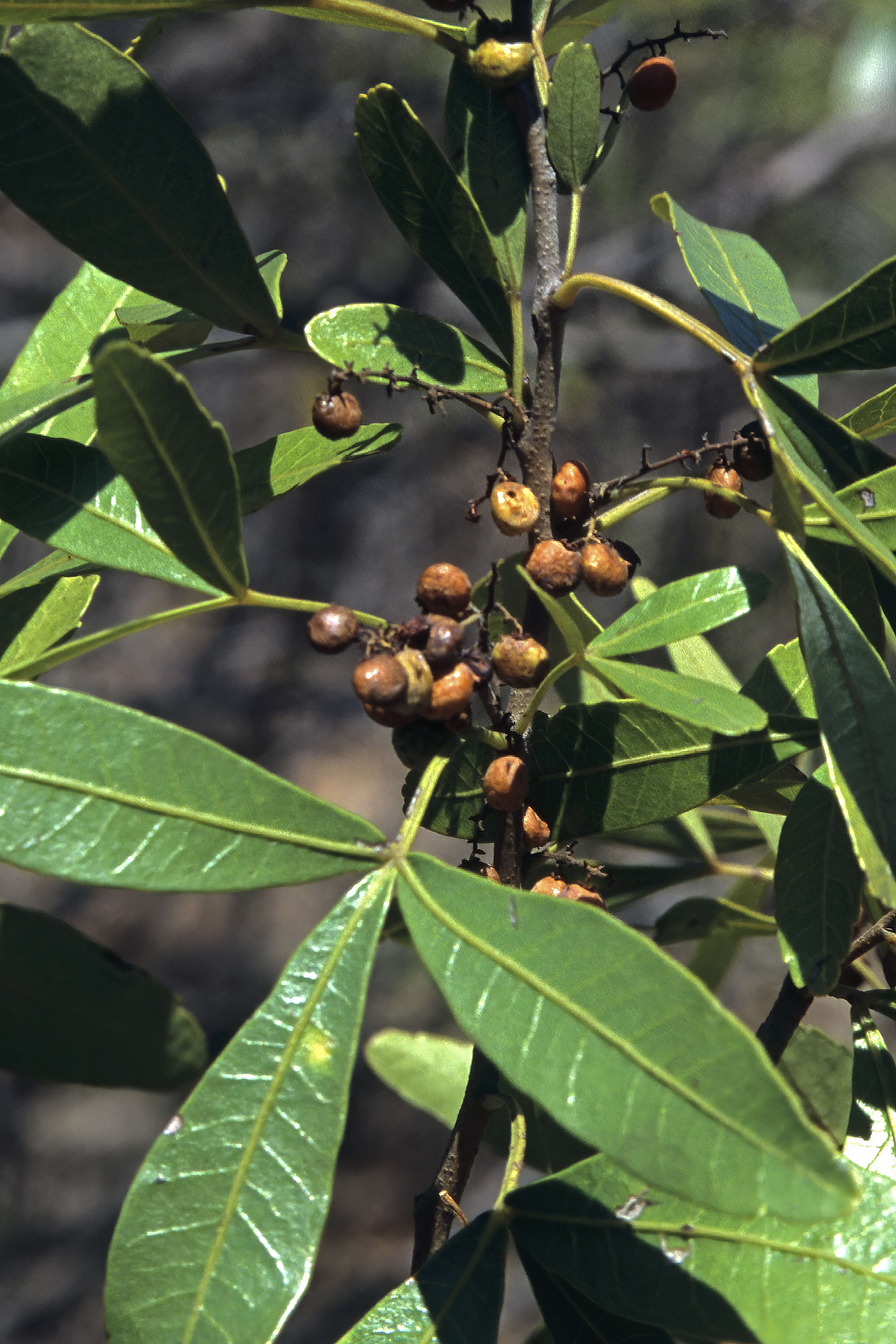 Image de Searsia sekhukhuniensis (Moffett) Moffett