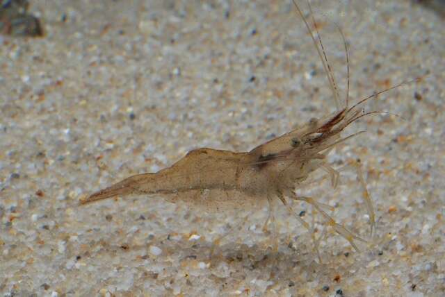 Image of coral shrimp