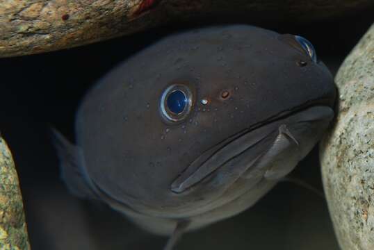 Image of Raniceps Oken 1817