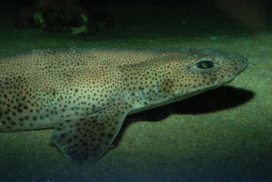 Image of Spotted cat sharks