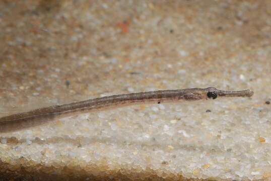 Image of seaweed pipefish