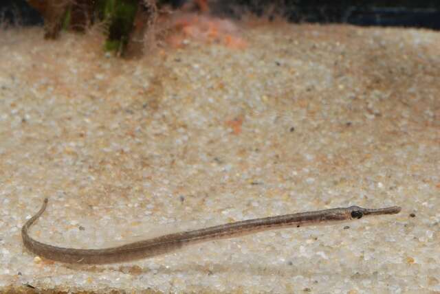 Image of seaweed pipefish