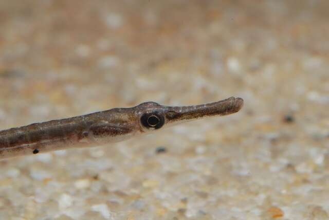 Image of seaweed pipefish