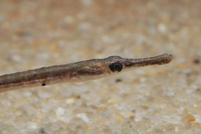 Image of seaweed pipefish