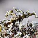 Image of condensed snow lichen