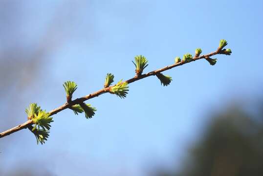 Image of larch