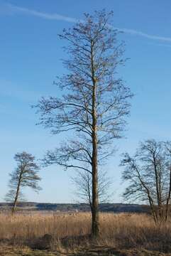 Image of alder