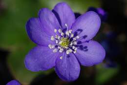 Image of hepatica