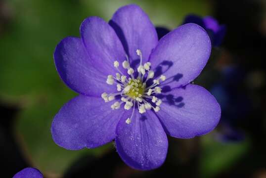 Plancia ëd Hepatica