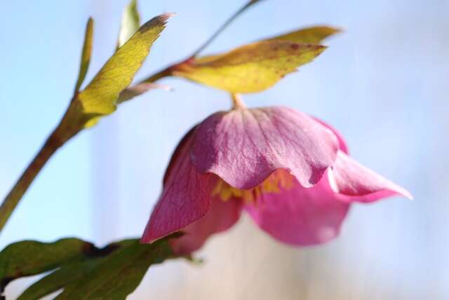 Image of Hellebore