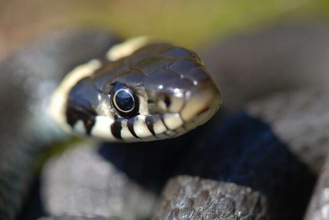 Image of Grass snakes