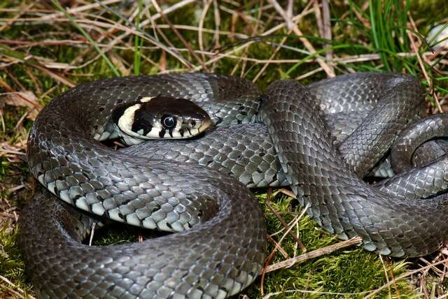 Image of Grass snakes