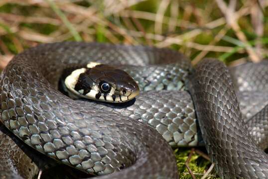 Image of Grass snakes