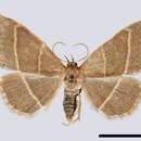 Image of Olive crescent moth