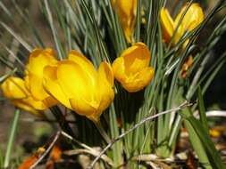 صورة <i>Crocus crysanthus</i>