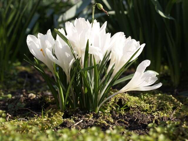 صورة <i>Crocus crysanthus</i>