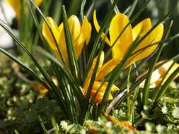 Imagem de <i>Crocus crysanthus</i>