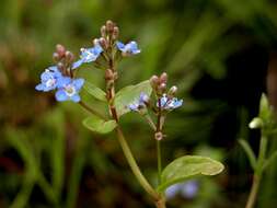 Image of brooklime, water, marsh speedwell