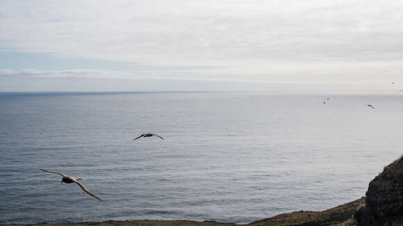 Image de Albatros brun