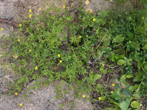 Image of cinquefoil