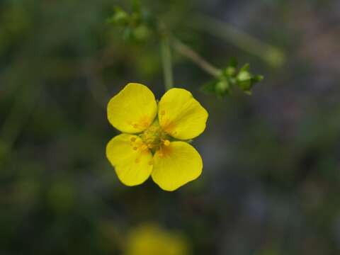 Image of cinquefoil