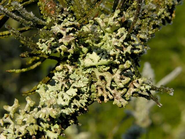Image of Powder-headed tube lichen