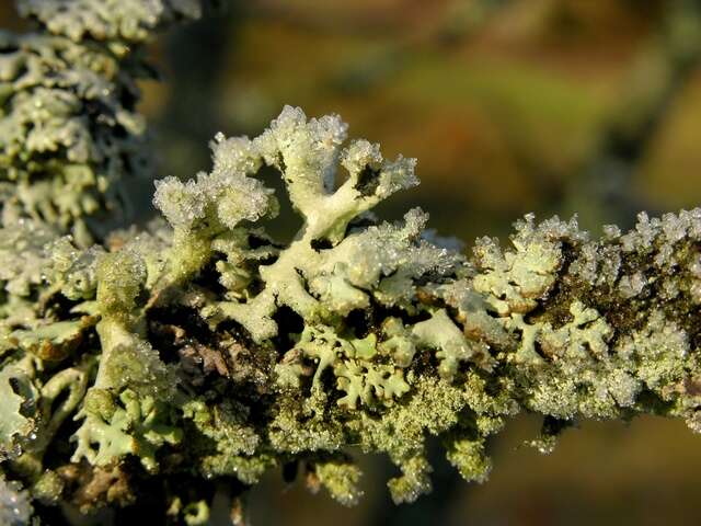 Image of Powder-headed tube lichen