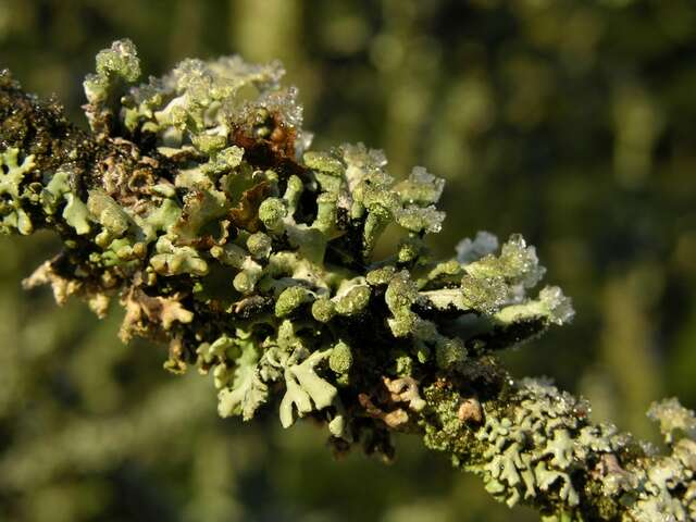 Image of Powder-headed tube lichen