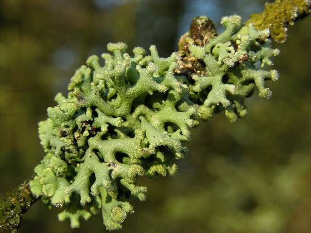 Image of Powder-headed tube lichen