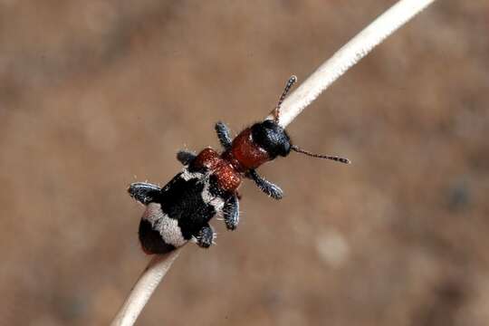 Image of <i>Thanasimus formicarius</i>