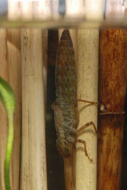 Image of Brown Hawker