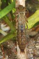 Image of Brown Hawker