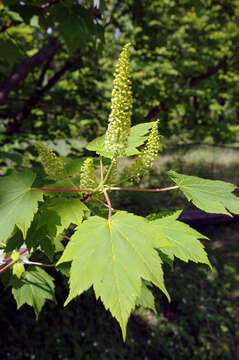 Image of Tail-leaf Maple