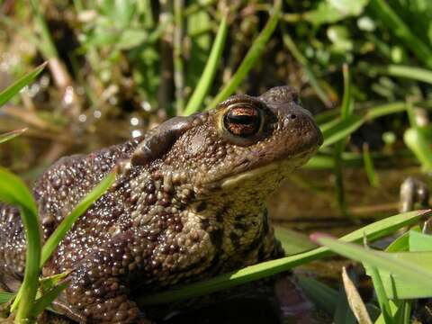 Image of Nile Valley Toad