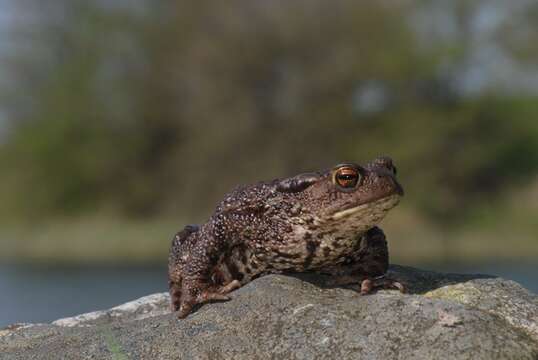 Image of Nile Valley Toad