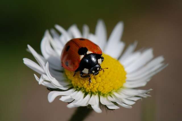 Sivun Coccinella kuva