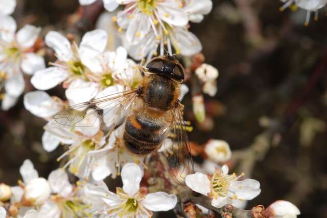 Image of Eristalis pertinax (Scopoli 1763)