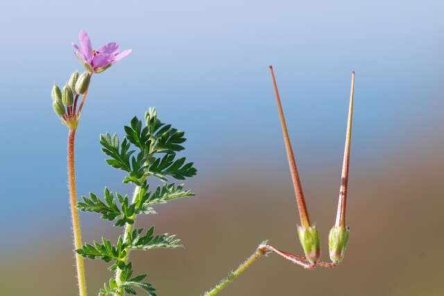 Image of stork's bill