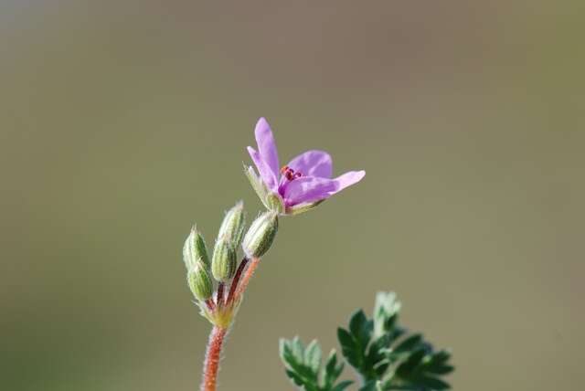 Image of stork's bill