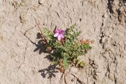 Image of stork's bill